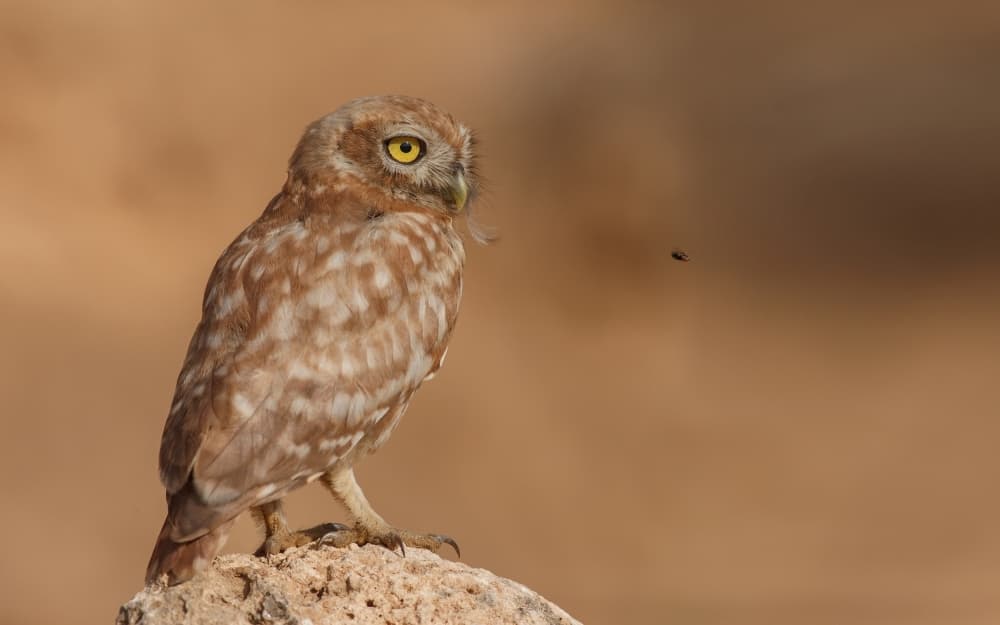 Watchful Little Owl by Assaf Gavra — canvas wall art