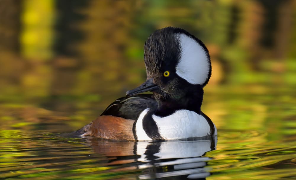 Handsome Hooded Merganser by Mike He — canvas wall art