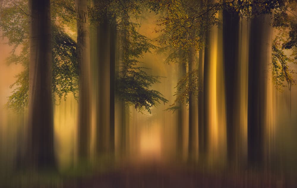 Blurred Forest Dream by Hilda van der Lee — canvas wall art
