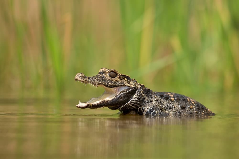Baby Caiman Open Jaw by Milan Zygmunt — canvas wall art