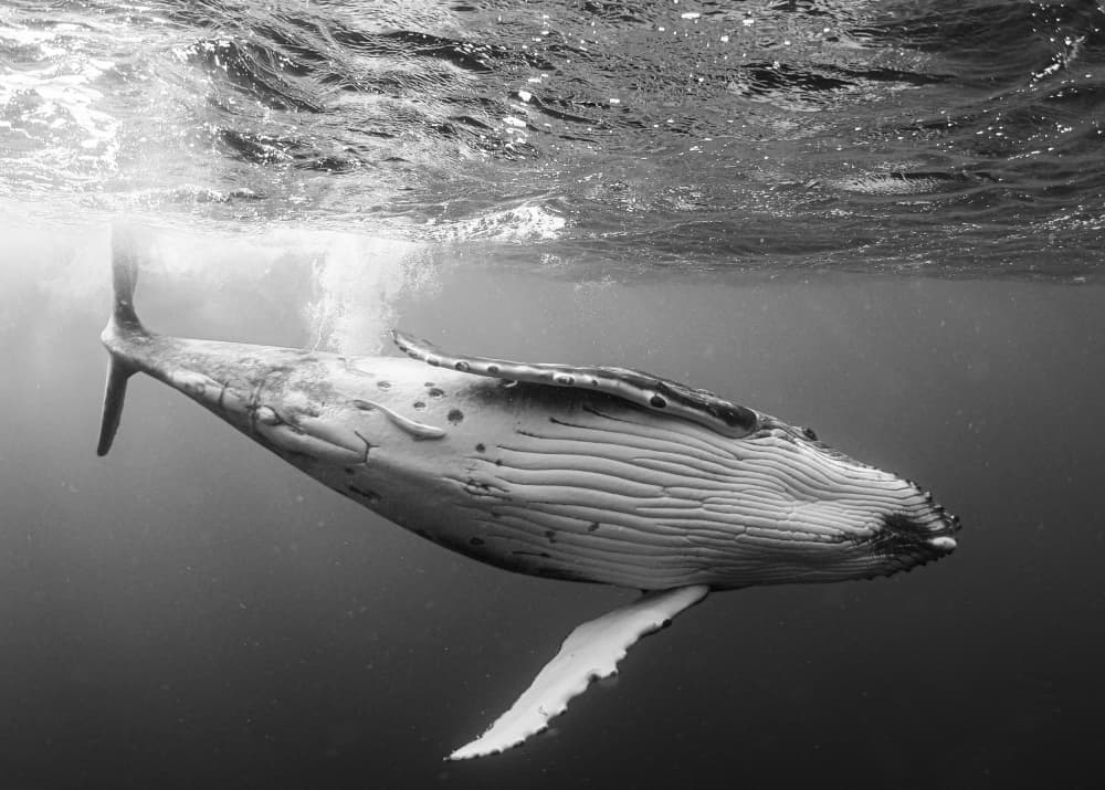 Humpback Whale Underwater by KIMIO KOBAYASHI — canvas wall art