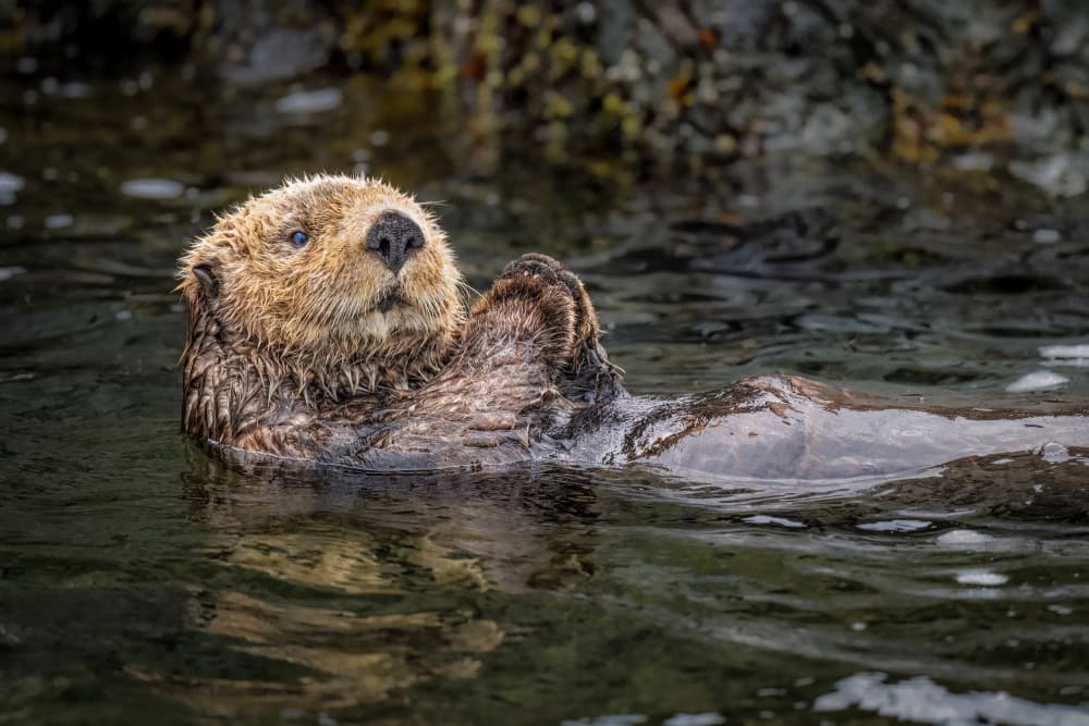 Floating Sea Otter by Jeffrey C. Sink — canvas wall art