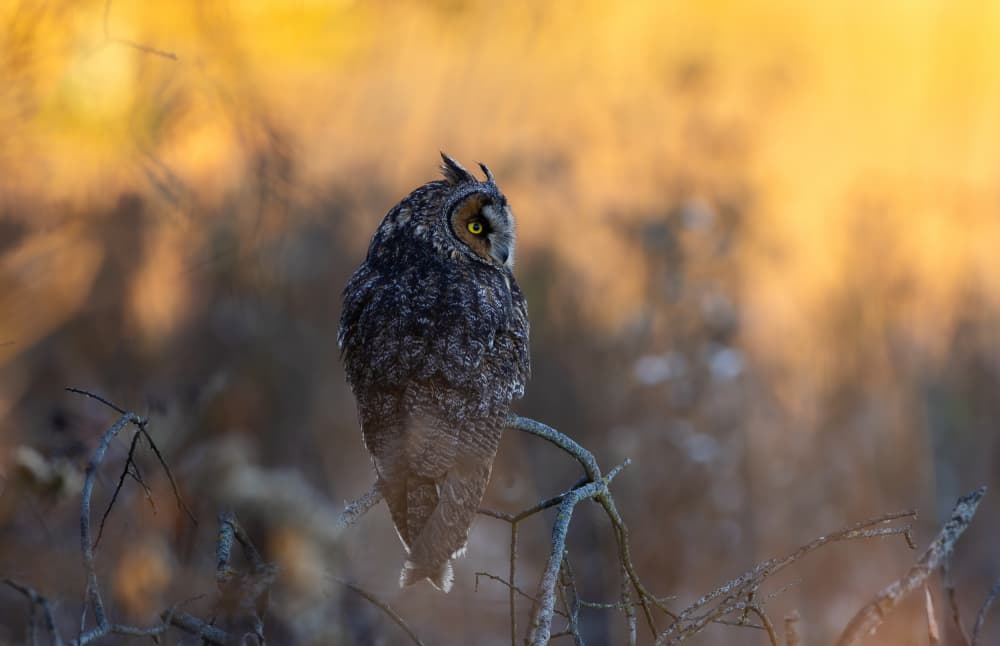 Wise Owl Sunset by Johnson Huang — canvas wall art