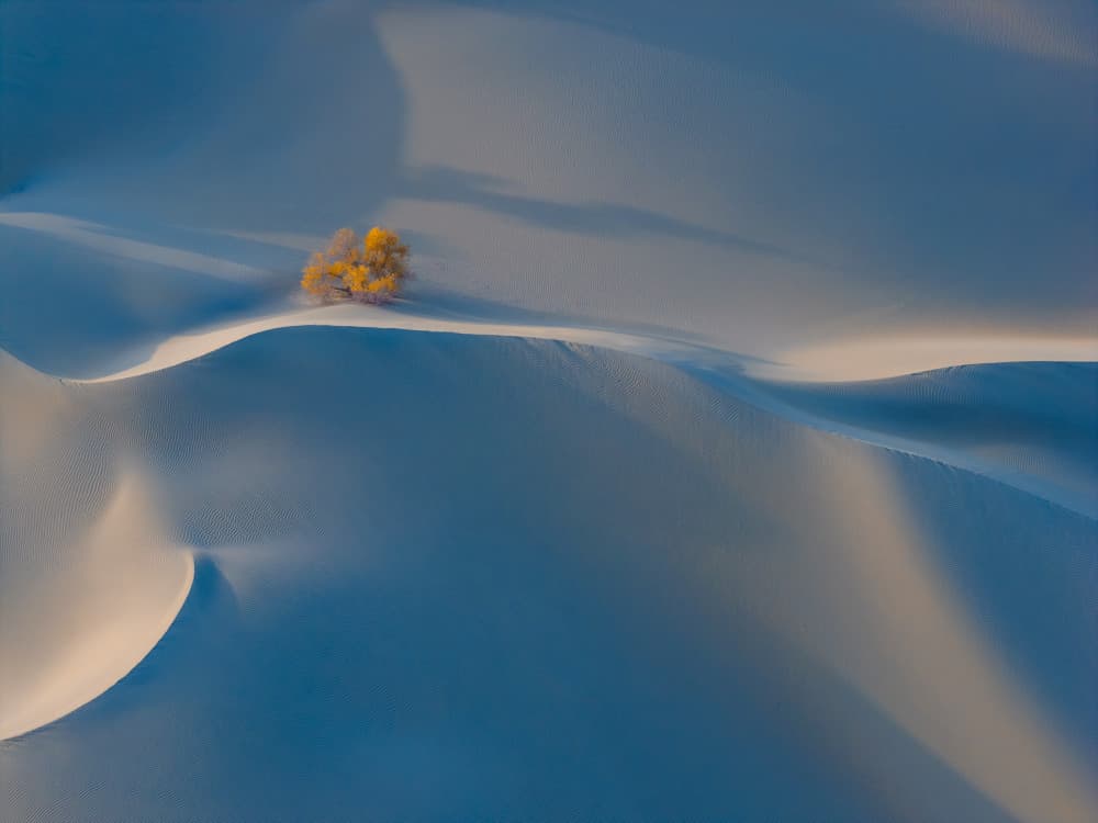Solitary Golden Tree by Bingo Z — canvas wall art