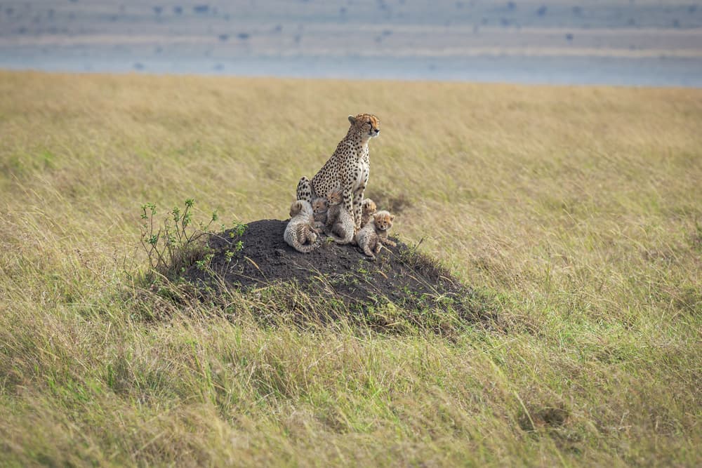 Cheetah Mother and Cubs by Jeffrey C. Sink — canvas wall art