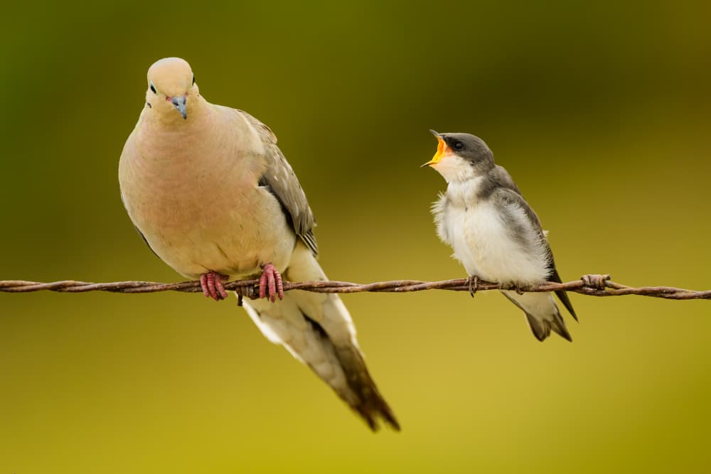 Dove And Hungry Fledgling by Moses Wang — canvas wall art