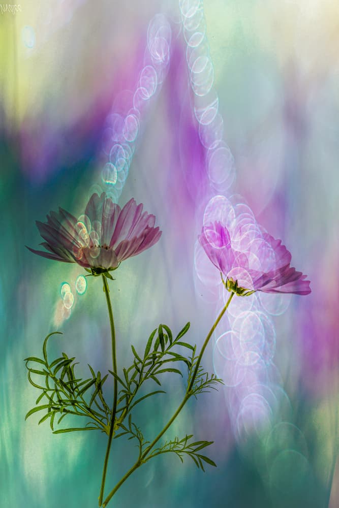 Dreamy Pink Cosmos by Hilda van der Lee — canvas wall art