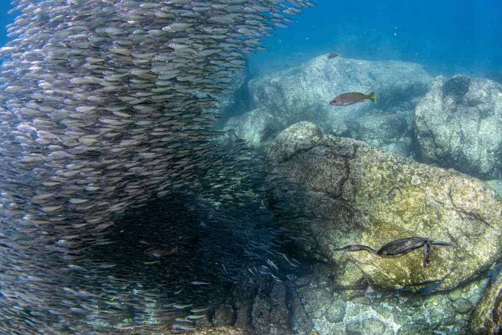 Cormorant Among Fish School by Andrea Izzotti — canvas wall art