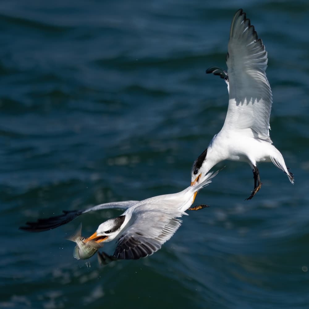 Birds Mid-air Catch by John Fan — canvas wall art