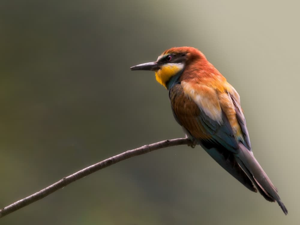 Colorful Bee-eater by Cristiano Giani — canvas wall art
