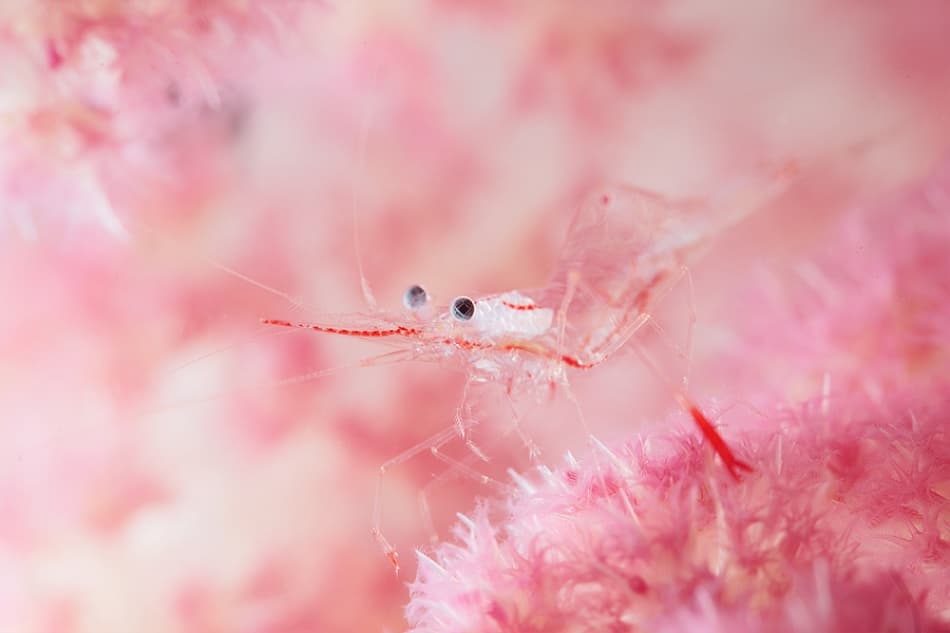 Delicate Pink Shrimp by Andrey Narchuk — canvas wall art