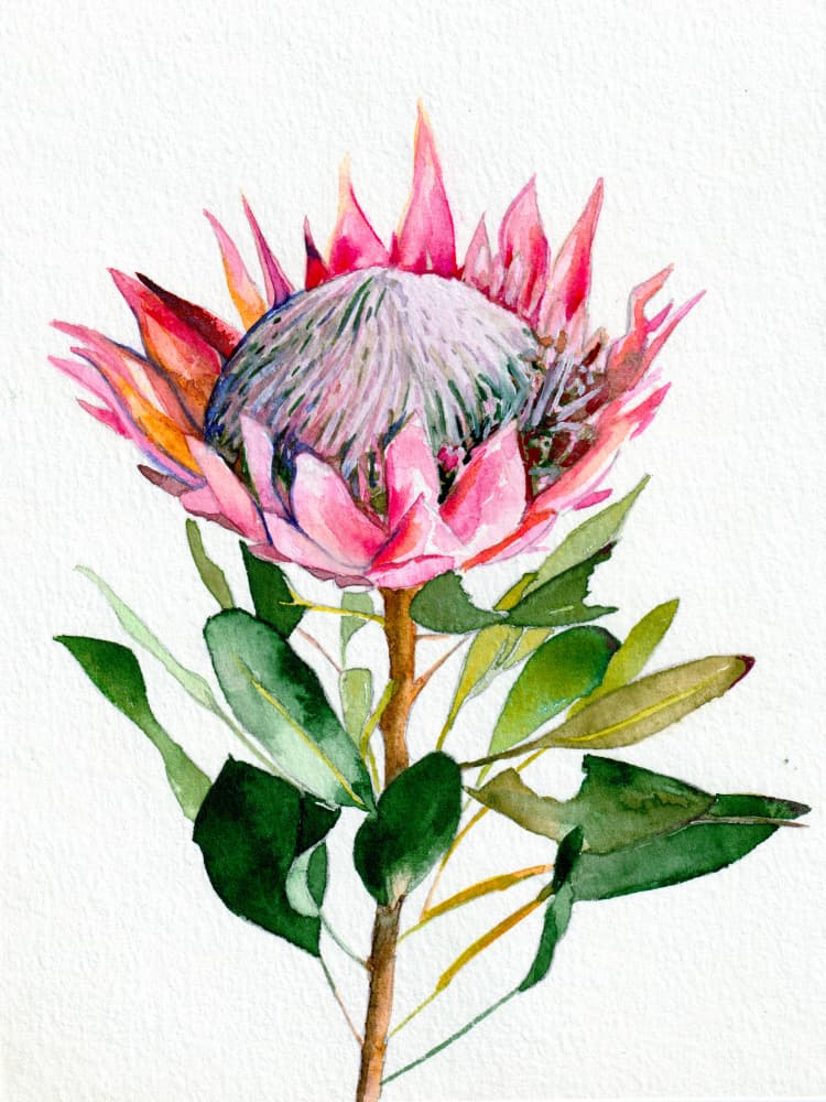 Vibrant Pink Protea by Christine Lindstrom — canvas wall art