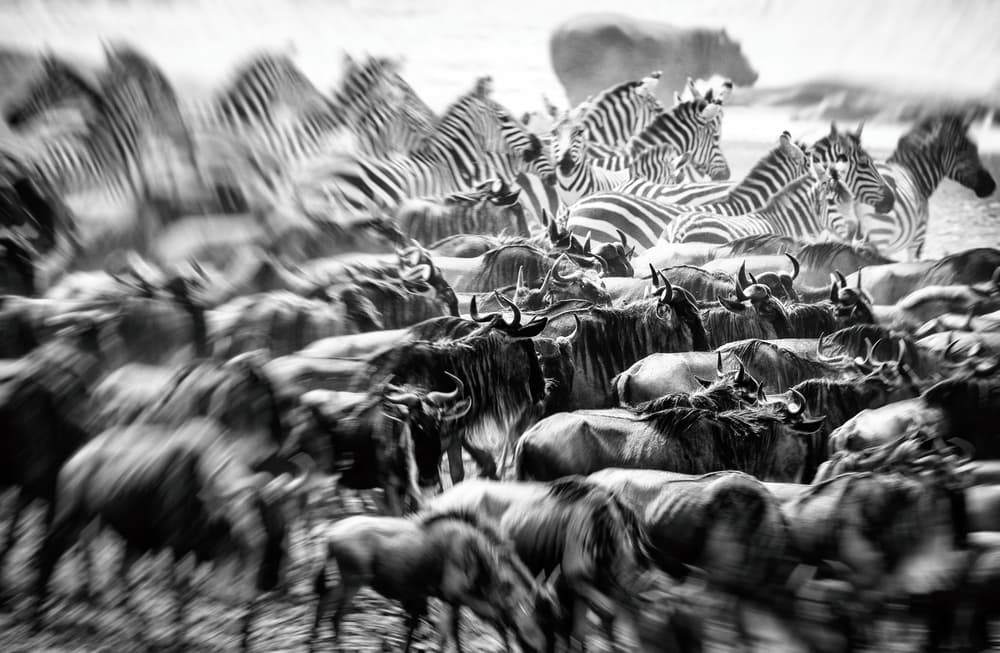 Wildebeest Zebra Migration by Jaco Marx — canvas wall art