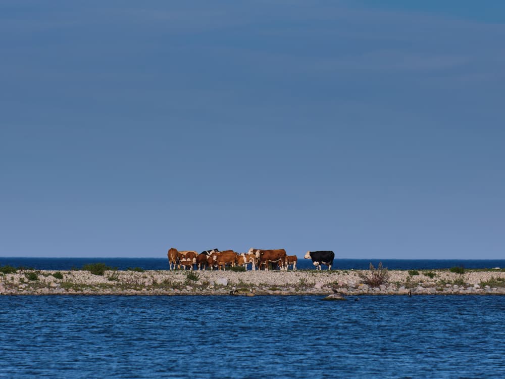 Cattle On Coastal Horizon by Geertjan Plooijer — canvas wall art
