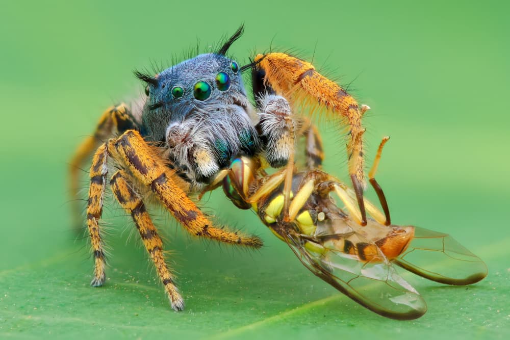 Jumping Spider Hunt by Ajar Setiadi — canvas wall art