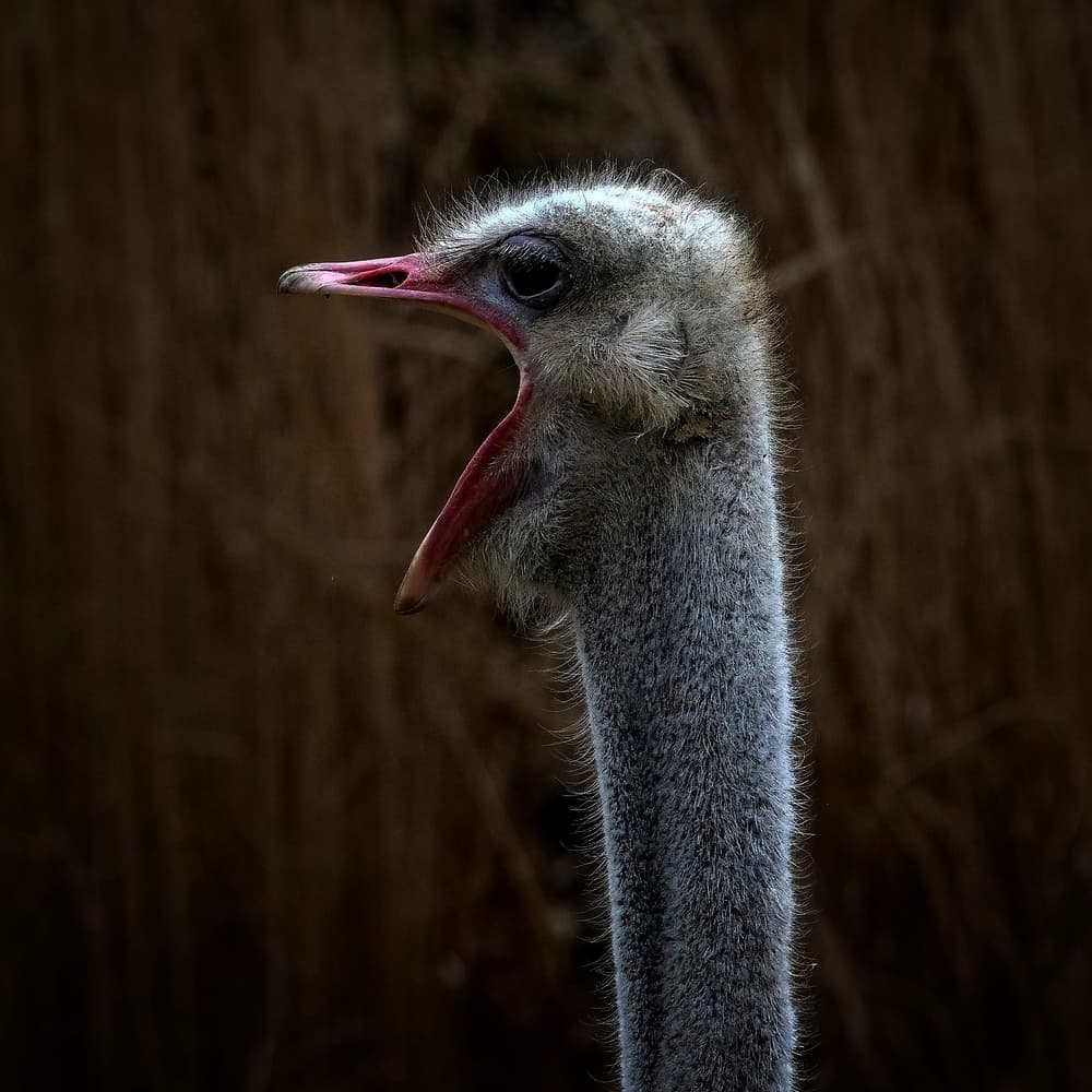 Ostrich Open Mouth by Michel Romaggi — canvas wall art