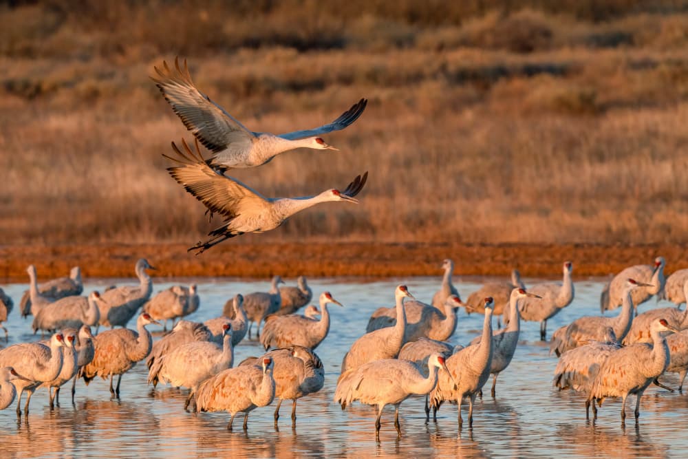 Golden Hour Cranes by Serena Duan — canvas wall art