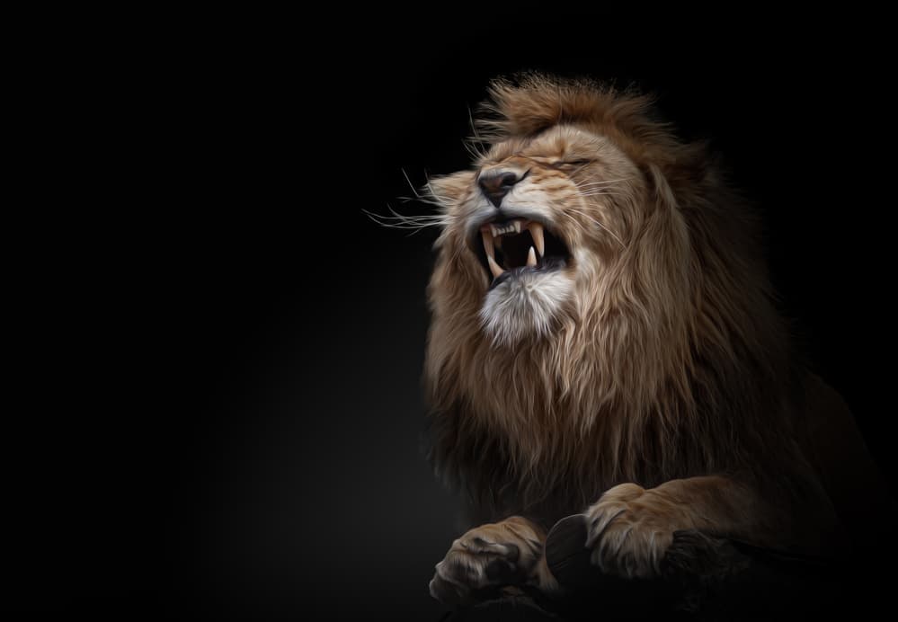 Fierce Lion Roar by Jörg Vollrath — canvas wall art