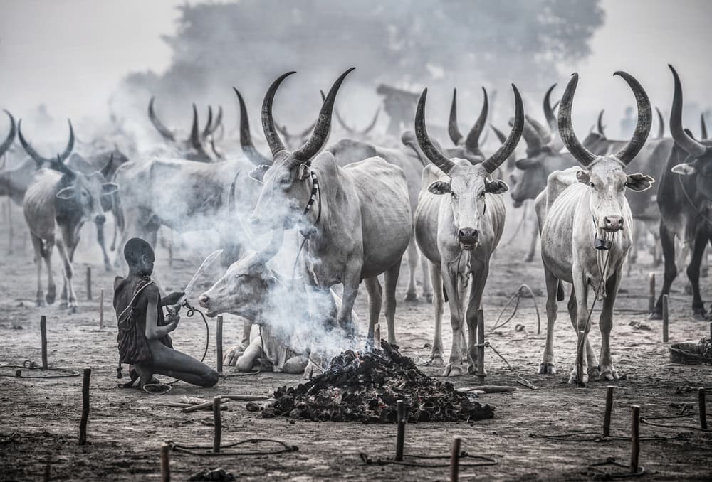 Dinka Cattle Keeper by Joxe Inazio Kuesta Garmendia — canvas wall art
