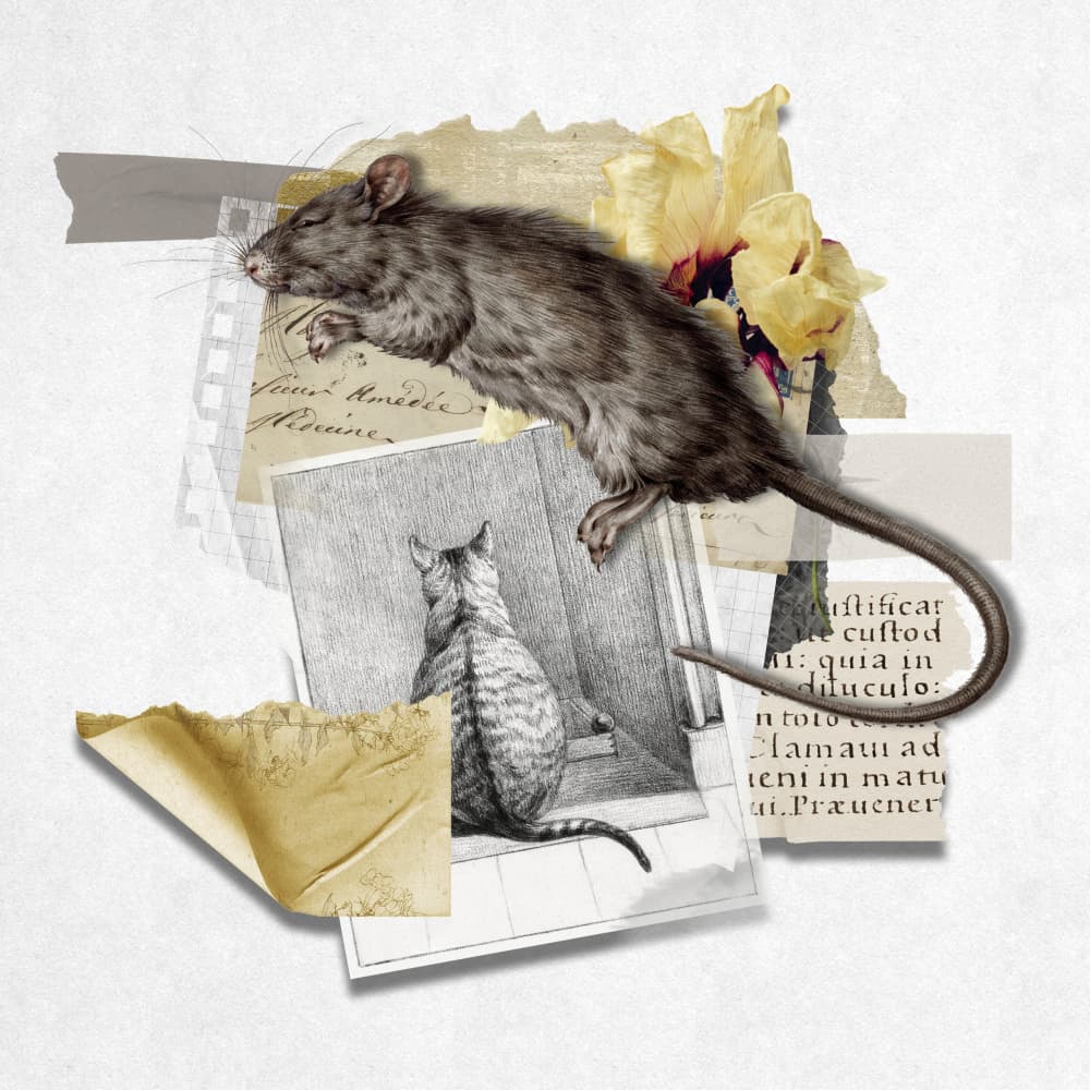 Vintage Rat and Cat by Marja van den Hurk — canvas wall art