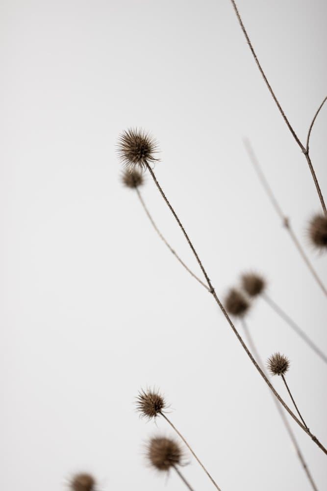 Delicate Dried Plants by Pictufy Studio III — canvas wall art