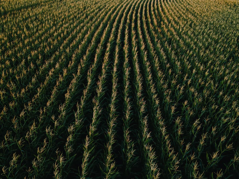 Golden Corn Field Rows by Javier Pardina — canvas wall art