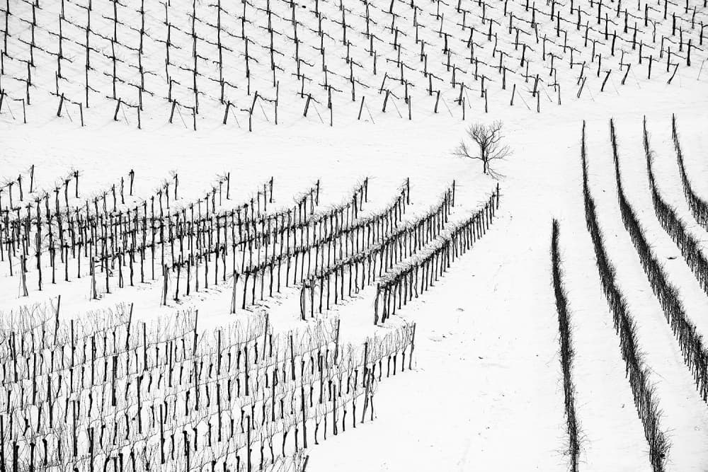 Snowy Vineyard Rows by Jure Kravanja — canvas wall art