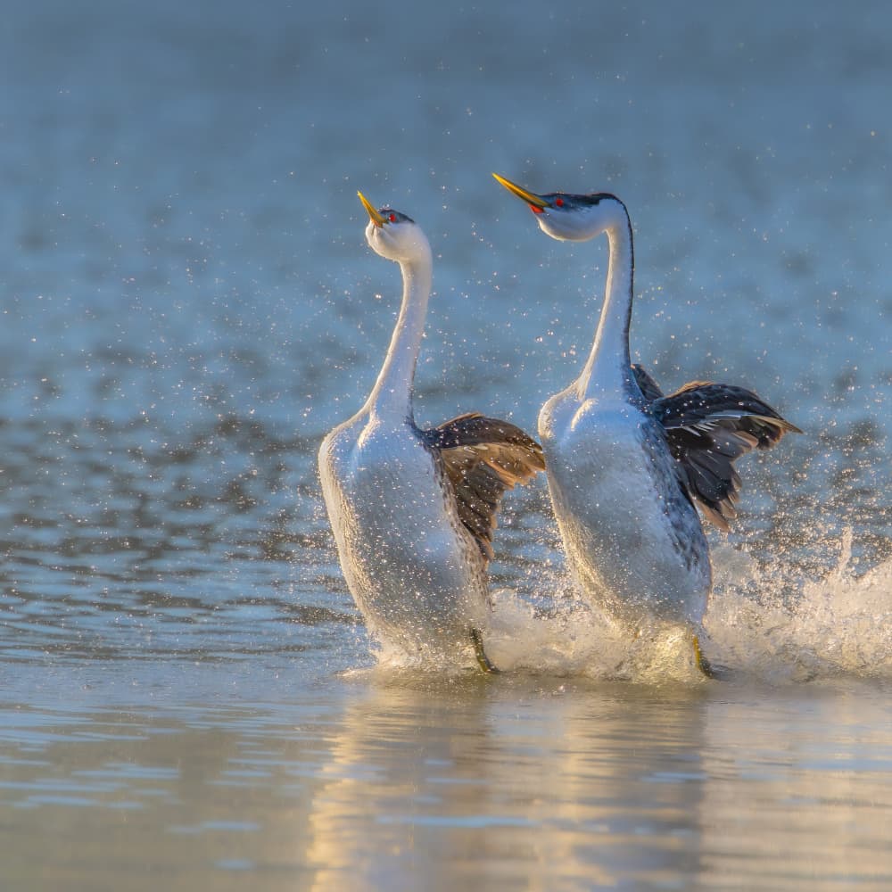 Dancing Grebes Splash by Ning Lin — canvas wall art