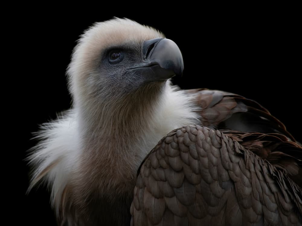 Majestic Vulture Portrait by Mathilde Guillemot — canvas wall art