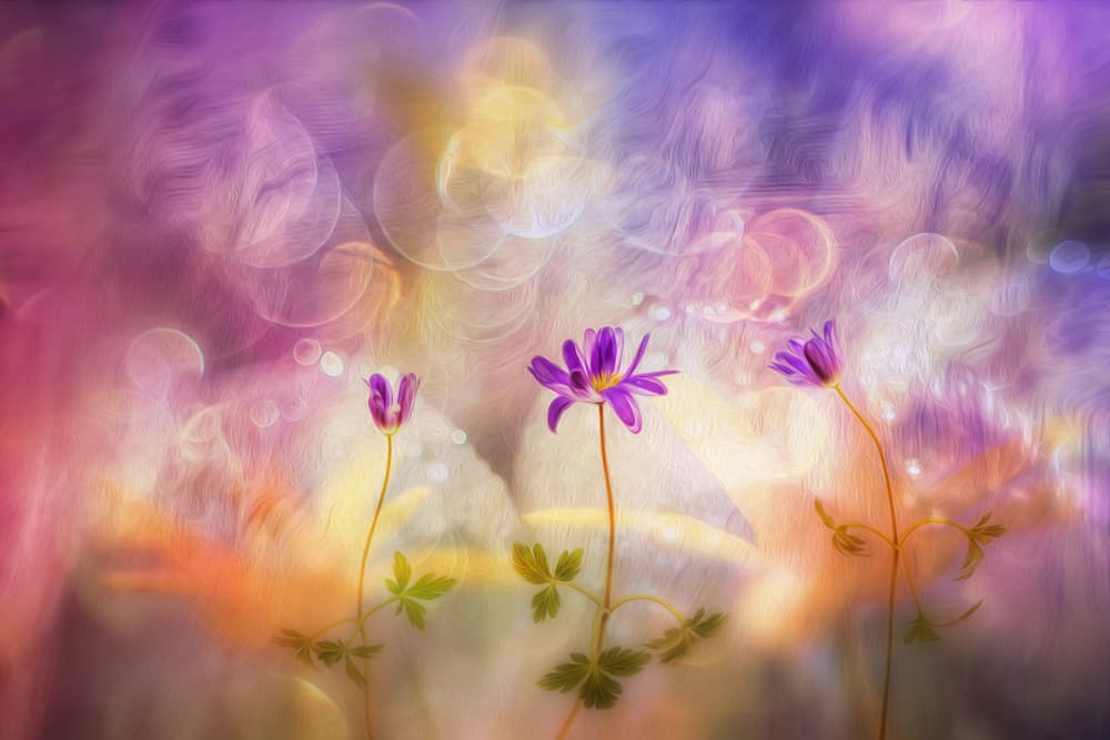 Dreamy Purple Flowers by Hilda van der Lee — canvas wall art