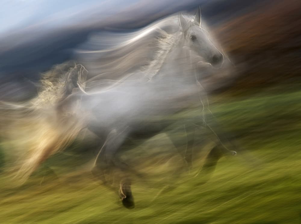 Spirit White Horse by Milan Malovrh — canvas wall art