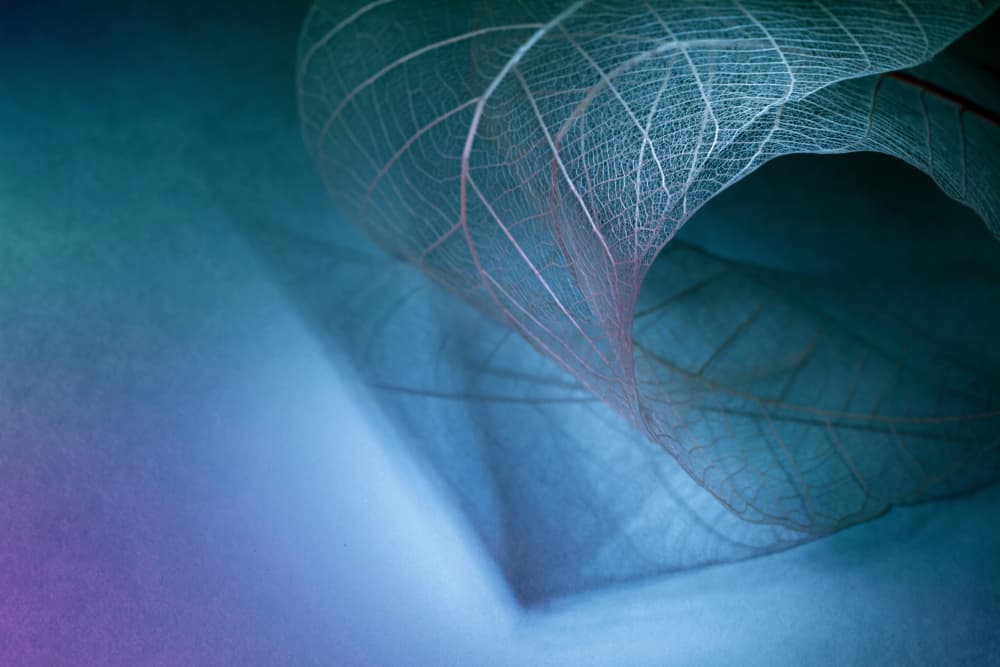 Ethereal Blue Leaf Veins by Shihya Kowatari — canvas wall art