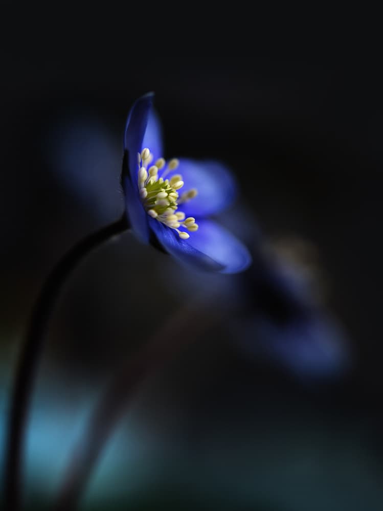 Deep Blue Bloom by Heidi Westum — canvas wall art