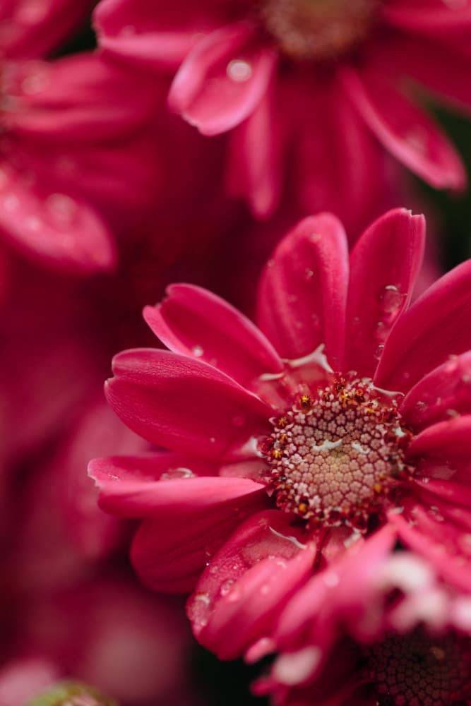 Fresh Pink Daisies by Javier Pardina — canvas wall art