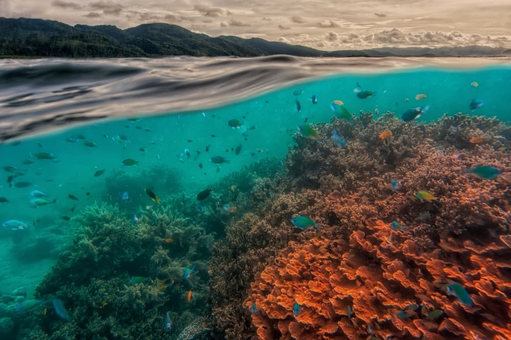 Colorful Reef Over Under by Pavol Stranak — canvas wall art