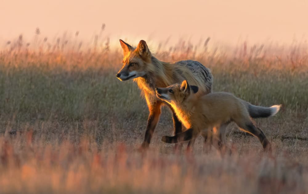Golden Hour Fox Family by Johnson Huang — canvas wall art