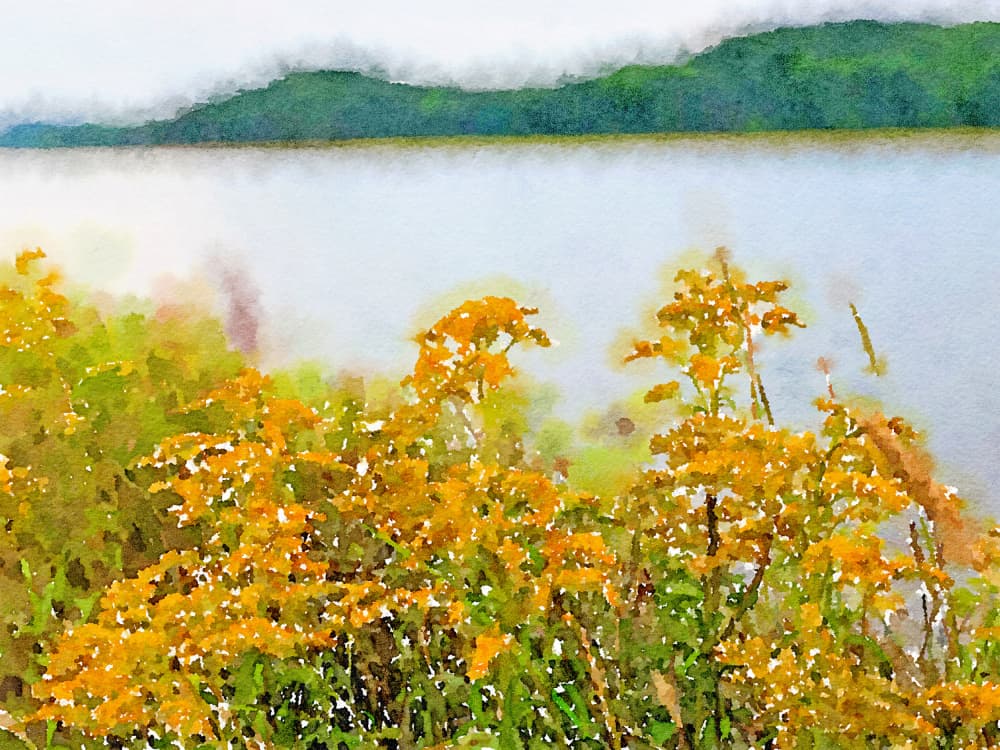 Misty Lake Goldenrod by Olivia Joy StClaire — canvas wall art