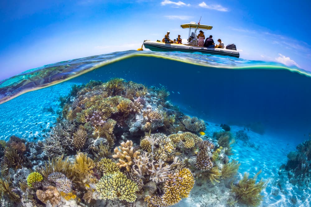 Tropical Coral Reef Adventure by Barathieu Gabriel — canvas wall art