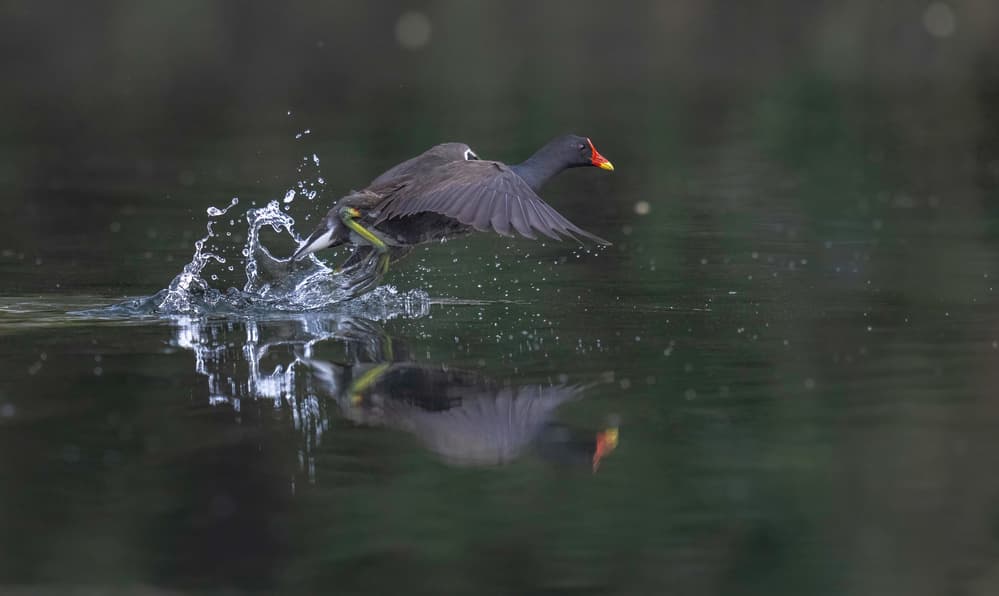 Water Bird Takes Flight by Rajat Dhesi — canvas wall art