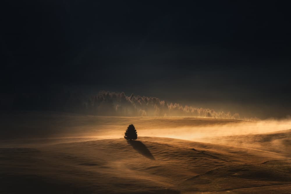 Golden Mist Tree by Andreea Selagea — canvas wall art