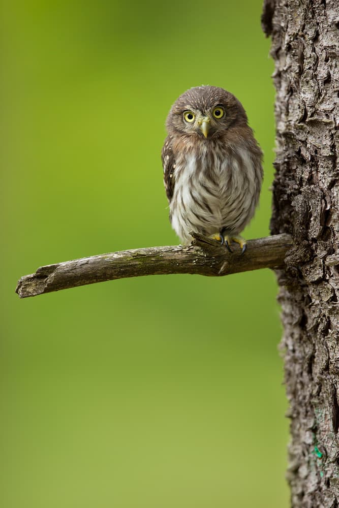 Wise Little Owl by Milan Zygmunt — canvas wall art
