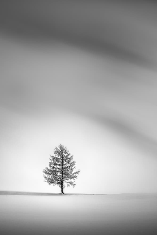 Lone Winter Tree by Jana Luo — canvas wall art