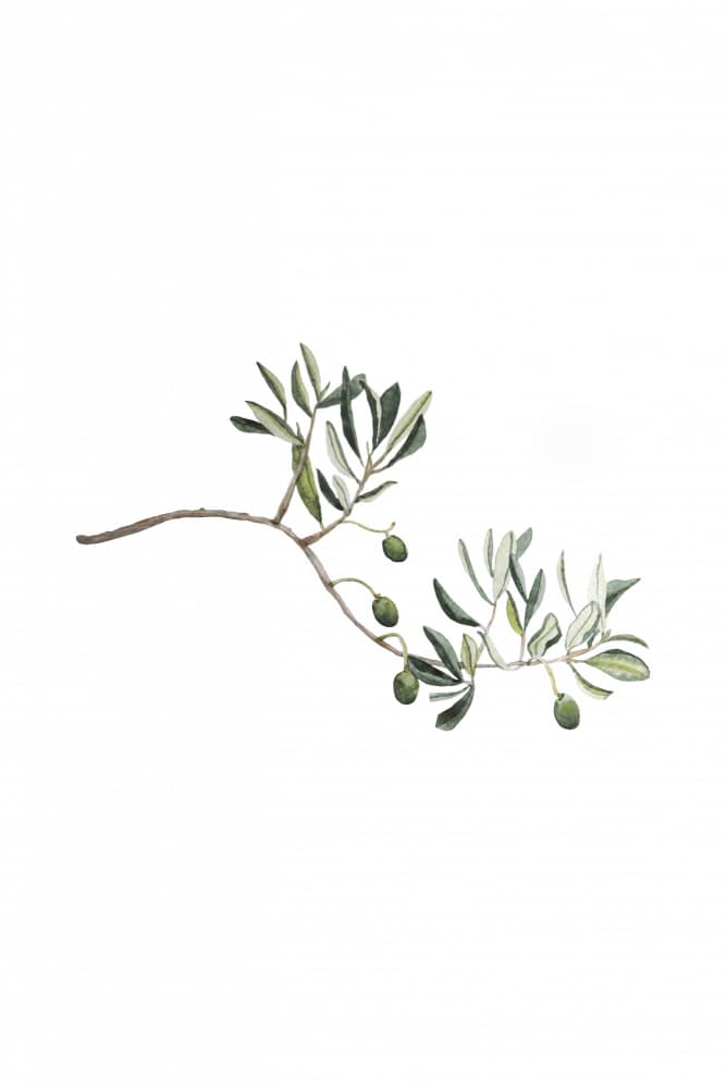 Delicate Olive Branch by Karen Menzenbach — canvas wall art