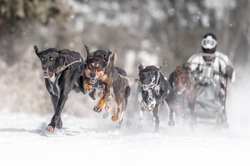 Winter Sled Dog Race by Larry Deng APA — canvas wall art