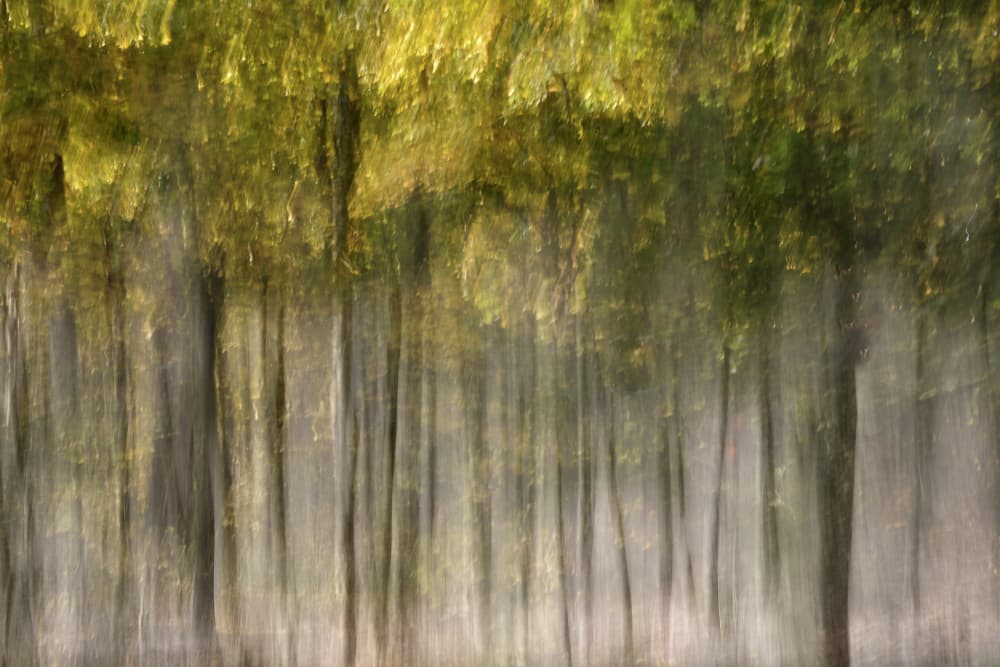 Dreamy Autumn Forest by Christina Sillen — canvas wall art