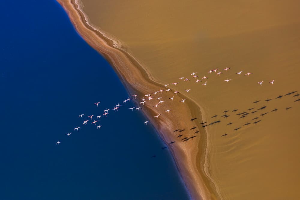 Pink Flamingos Flying by Jun Zuo — canvas wall art