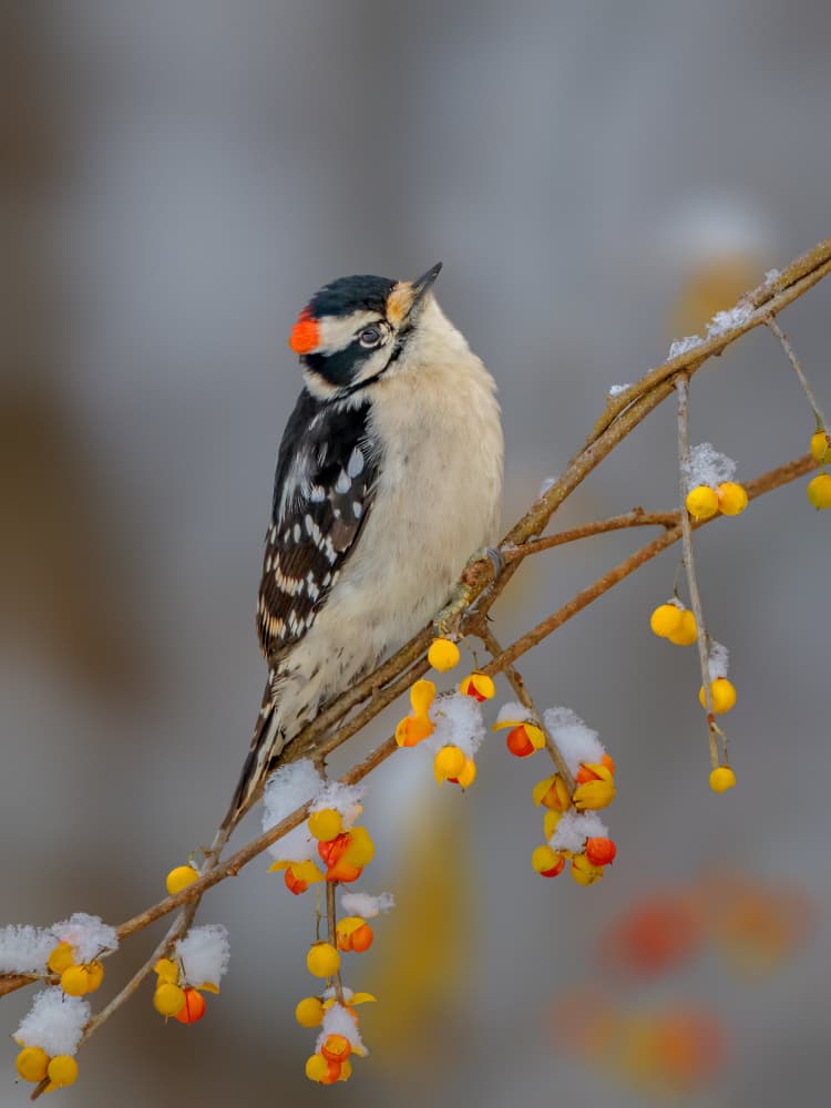 Downy Woodpecker Winter Berries by Jacob (Jian) Xu — canvas wall art