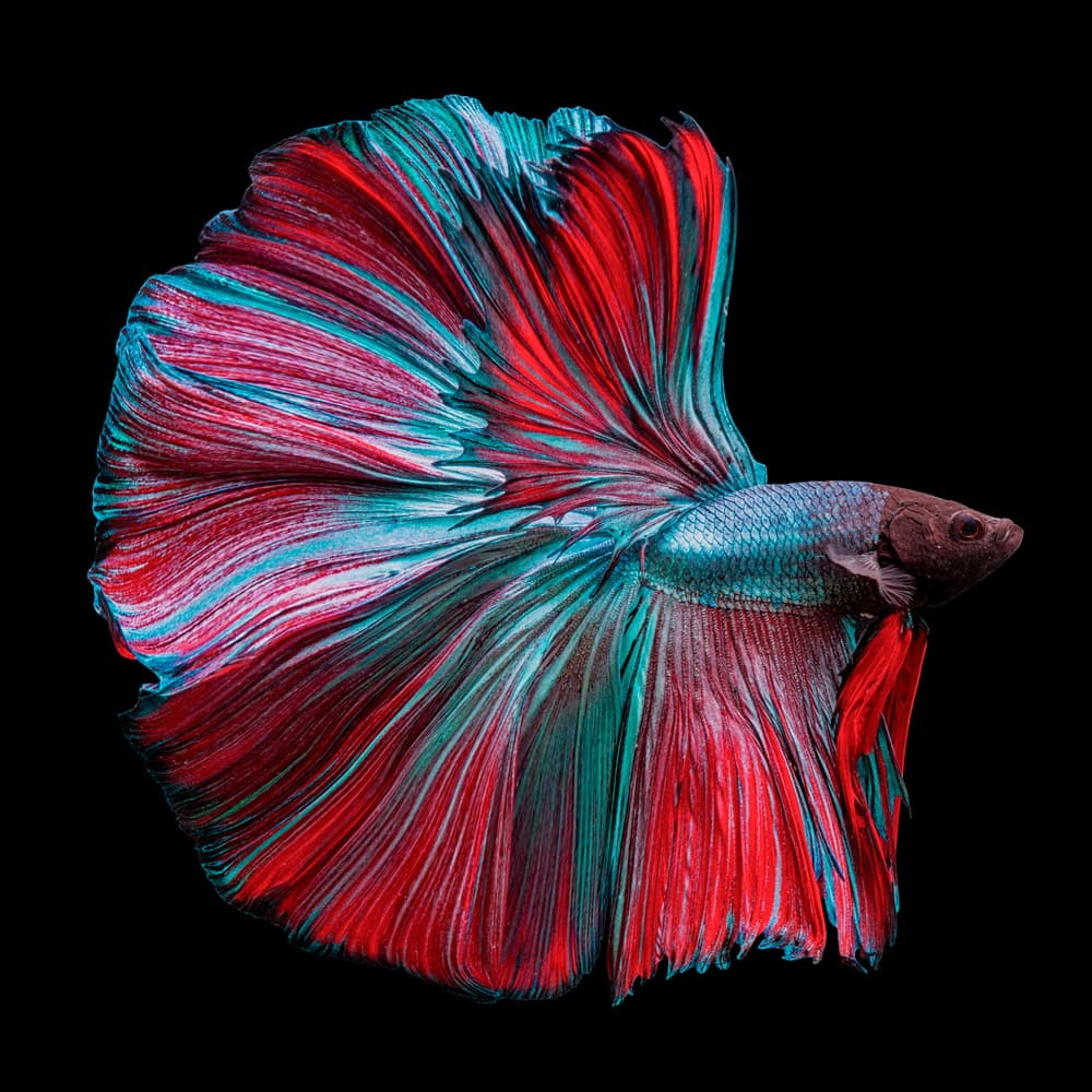 Vibrant Betta Fish by Andi Halil — canvas wall art