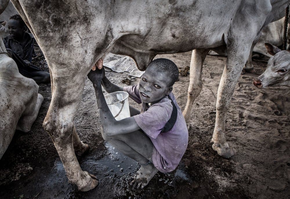 Boy Milking Cow by Joxe Inazio Kuesta Garmendia — canvas wall art