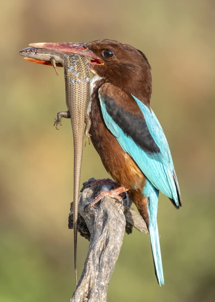 Vibrant Kingfisher Catch by Eyal Amer — canvas wall art